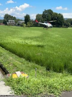 無人ヘリで稲🌾のカメムシの防除!
6反の田んぼ数分で終わり😆
#無人ヘリ
#カメムシ防除