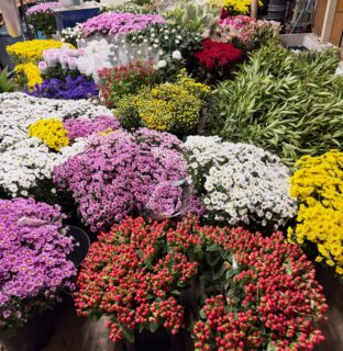 8月の旧盆が近づいて来ました。これからお墓参りのお花を束ねていきます。いちごの早期定植時期と重なりますがお盆前にいちごの植え付けは何とか終わりました。
お盆が終わったら田んぼの草刈りが待っていますがまずはゆっくり休息したい(願望)。
#お盆生花
#いちごの早期定植