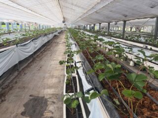 早期定植から10日目、早朝や夕方は除き日中は2重層カーテンで日除け&送風機で風を送りそれでもハウス内温度30℃前後😅
何とか活着して葉に艶も出て来た。
#きらぴ香
#ベリーポップすず
#堅しろう